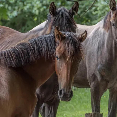 Bunnyhuus Scheunen-loft Vakantiehuis *