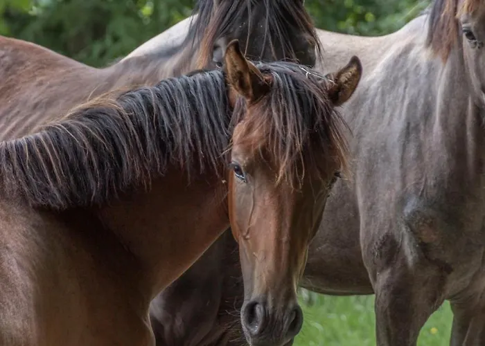 Bunnyhuus Scheunen-loft Prázdninový dům *